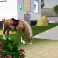 Haushalt Amorosa Haus + Sim + 2 Pferden