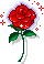 *rose*